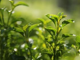青心大冇，一种被小虫咬出来的东方美人茶
